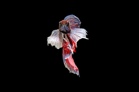 Siamese fighting fish Big Ear white, blue, red and green with beautiful and unique local...