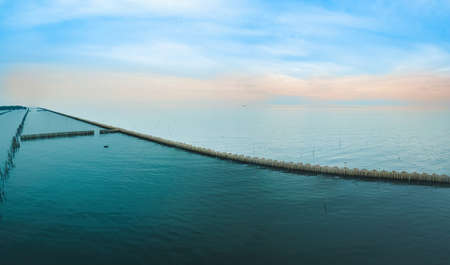 The mangrove forest using bamboo as the barrier to prevent corrosion of the coast in Thailand.の写真素材