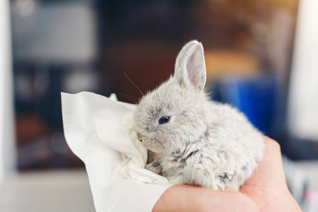 The hands of the woman is holding the little gray Bunny is sick.の写真素材