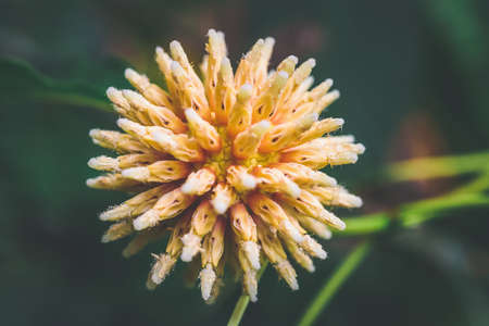 Korth cottage flowers, (Kratom flowers) growing in nature are addictive and medical.の写真素材