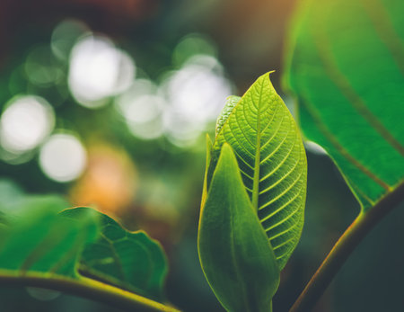 Korth Cottage Leaves (Kratom flowers) growing in nature are addictive and medical.