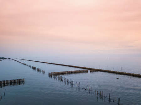 The mangrove forest using bamboo as the barrier to prevent corrosion of the coast in Thailand.の写真素材