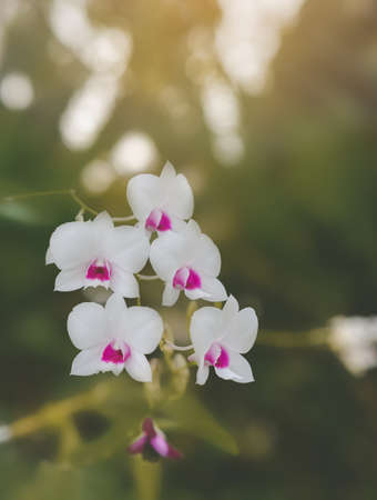 Pink orchids that can be seen in Thailand with bokeh as a beautiful background.の写真素材