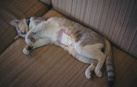 The cat is sleeping, recovering from sterilization surgery.