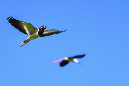 Vanellus indicus bird that flies in the sky gracefully in the midst of beautiful nature.