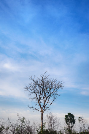 The trees are dying in the forest and the beautiful sky.