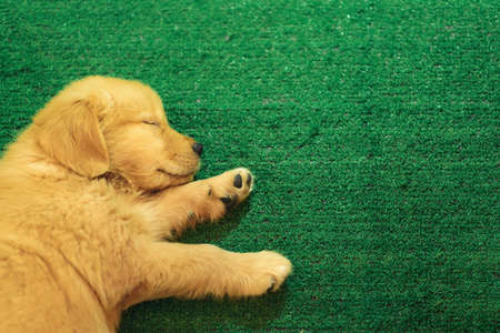 Labrador child dogs are sleeping happily on the green grass.の写真素材