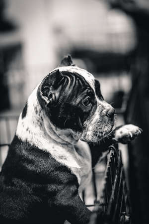 Olde English Bulldogge dogs looking for a sadly lost friend,  black and white image.の写真素材