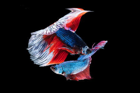 Thai fighting fish blue,red fighting fiercely.On isolated black background.Oil paint image.