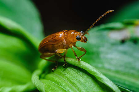 Orange,red beetle with a beautiful color grasping the green leaves in the natural garden.の写真素材