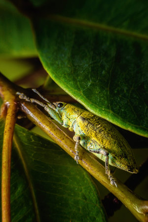 Yellow, green, beetle with a beautiful color grasping the green leaves in the natural garden.