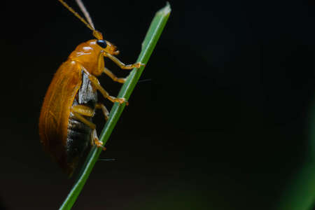 Orange,red beetle with a beautiful color grasping the green leaves in the natural garden.の写真素材