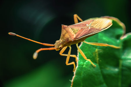 Yellow beetles, oranges are searching for food on the green leaves in the garden. This macro image.