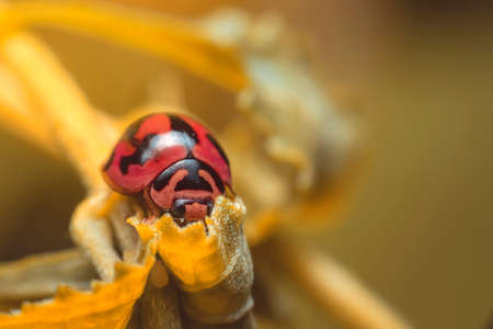 Ladybug with red stripes, black, walking on leaves, beautiful morning.の写真素材