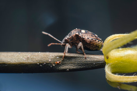 Yellow beetles, oranges are searching for food on the green leaves in the garden. This macro image.