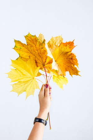 Autumn leaves held in hand on white backgroundの写真素材