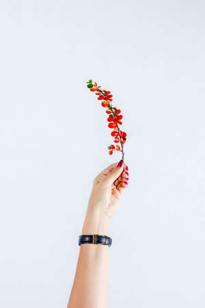 Autumn leaves held in hand on white backgroundの写真素材