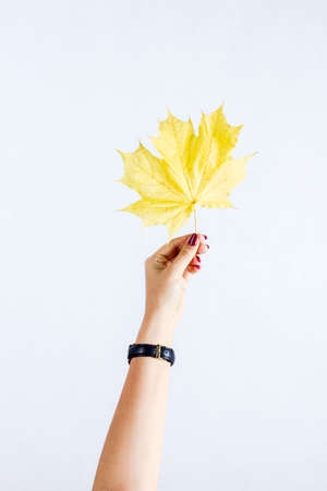 Autumn leaves held in hand on white backgroundの写真素材