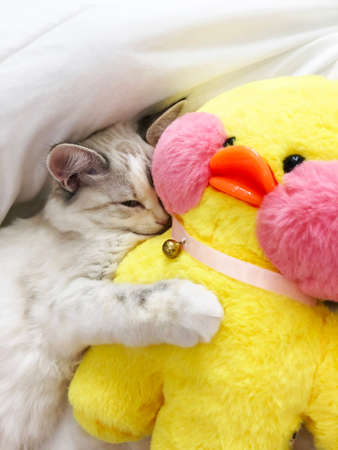 cute white cat hugs a stuffed duck toyの写真素材