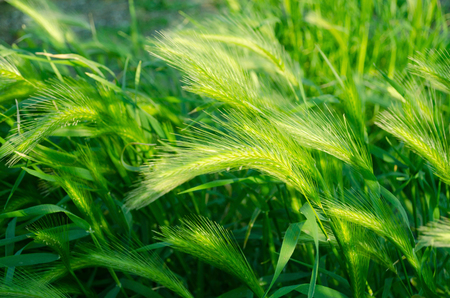 Photo of a beautiful grass background with spikelets in the field. summer landscape, green earsの写真素材