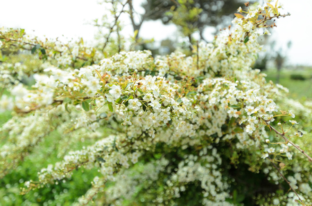 Branches of a young blossoming bird cherry. Beauty in nature. Spring morning.の写真素材