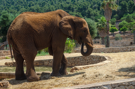 Gray Elephant in Fasano zoo Safari park in Italiaのeditorial素材