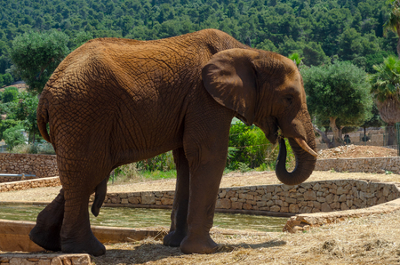 Gray Elephant in Fasano zoo Safari park in Italiaのeditorial素材