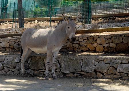 Horse Przewalski in Fasano Apulia safari zoo Italyのeditorial素材