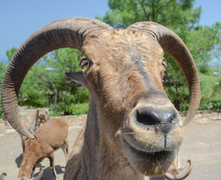 Goat in the safari park Fasano south of Italyの写真素材