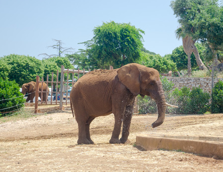 Gray Elephant in Fasano zoo Safari park in Italiaのeditorial素材