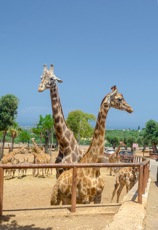 Giraffe in safari animal, wildlife, nature, african wild mammalのeditorial素材