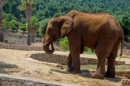 Gray Elephant in Fasano zoo Safari park in Italiaのeditorial素材