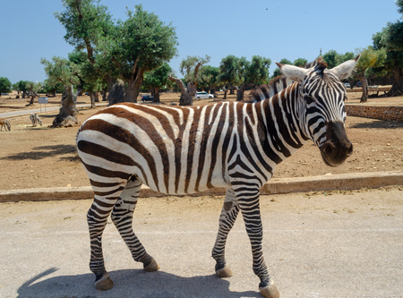Zebra in Italy safari nimal, safari, wild, africa, grass mammal striped stripesのeditorial素材