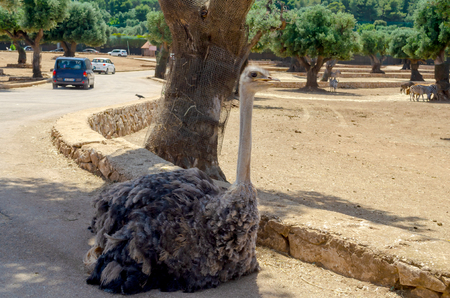 Ostrich in safari animal, wildlife, nature, African wild mammalのeditorial素材