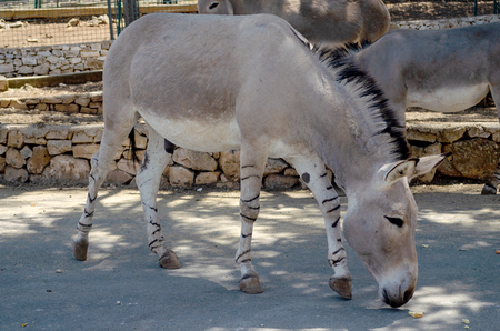 Horse Przewalski in Fasano Apulia safari zoo Italyのeditorial素材