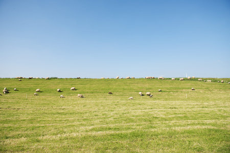 sheep