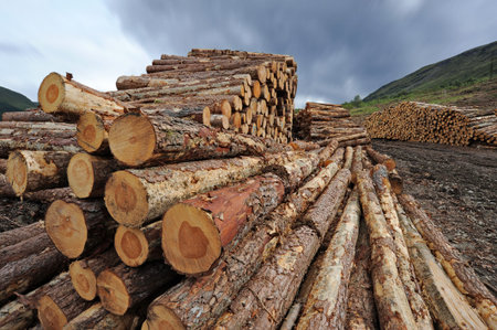 heap of lumber in outdoor storage area. High quality photo