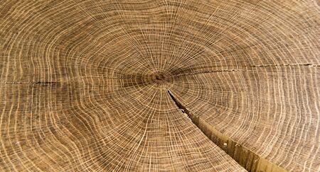 Round wood year rings - hd pictureの写真素材
