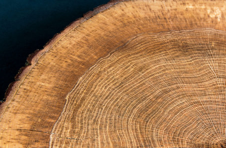 Round wood year rings - hd picture