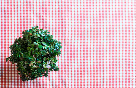 Green plant on picnic towel - HD image