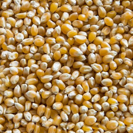 a high resolution image of corn kernelsの写真素材