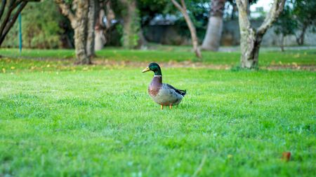 Wild duckの写真素材