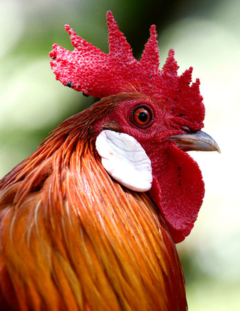 Rooster in Kuala Lumpur Birdpark.