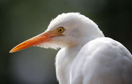 White Hero in Kuala Lumpur Birdpark.の写真素材