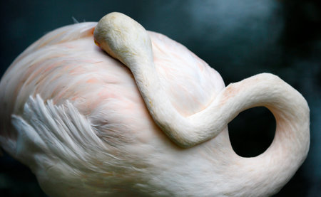 Flamingo in Kuala Lumpur Birdpark.の写真素材