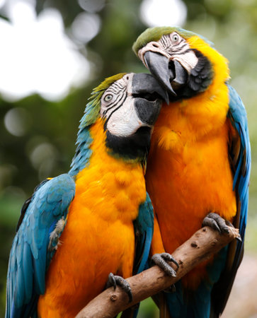 Parrots in Malaysia Malacca Zoo, Malaysia