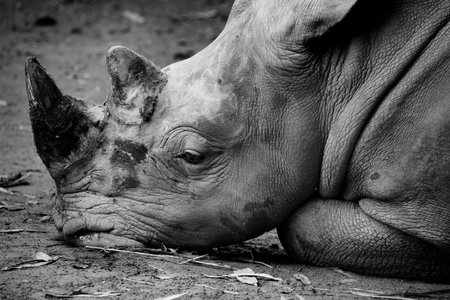 Rhino in Malaysia Malacca Zoo, Malaysiaの写真素材