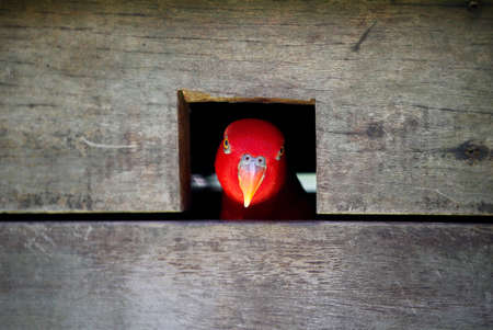 Parrot in cage in Kuala Lumpur Bird Park, Malaysia.の写真素材