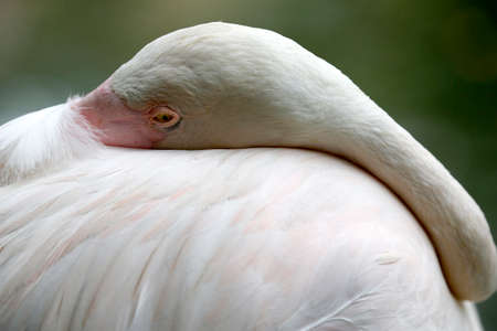 Flamingo in Kuala Lumpur Bird Park, Malaysia.の写真素材