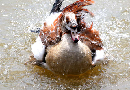 Duck bathing in Putrajaya Wetland, Malaysia.の写真素材